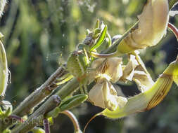 Image of Cucumber green spider