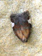 Imagem de Acleris holmiana Linnaeus 1758