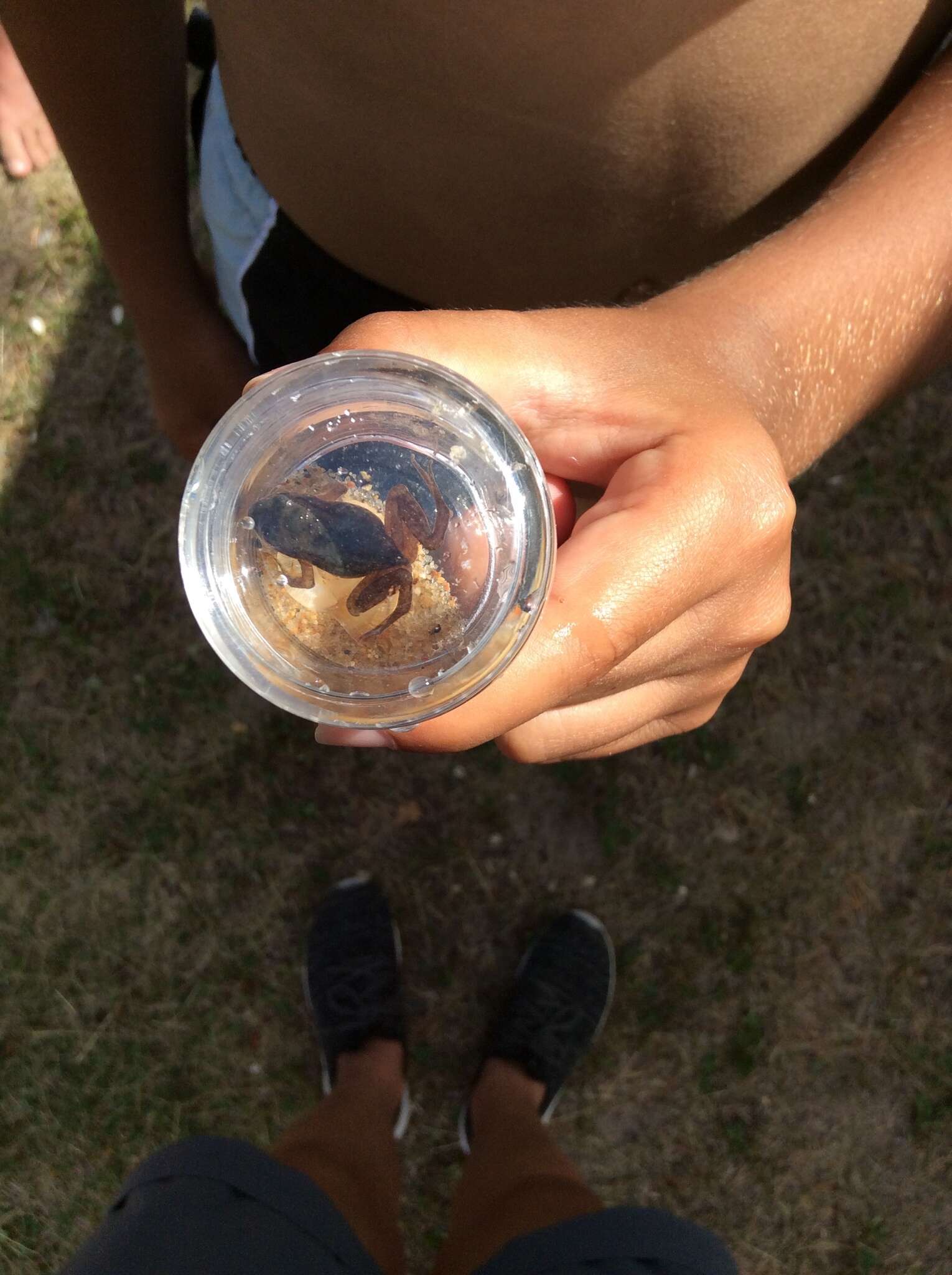 Image of Boreal Chorus Frog