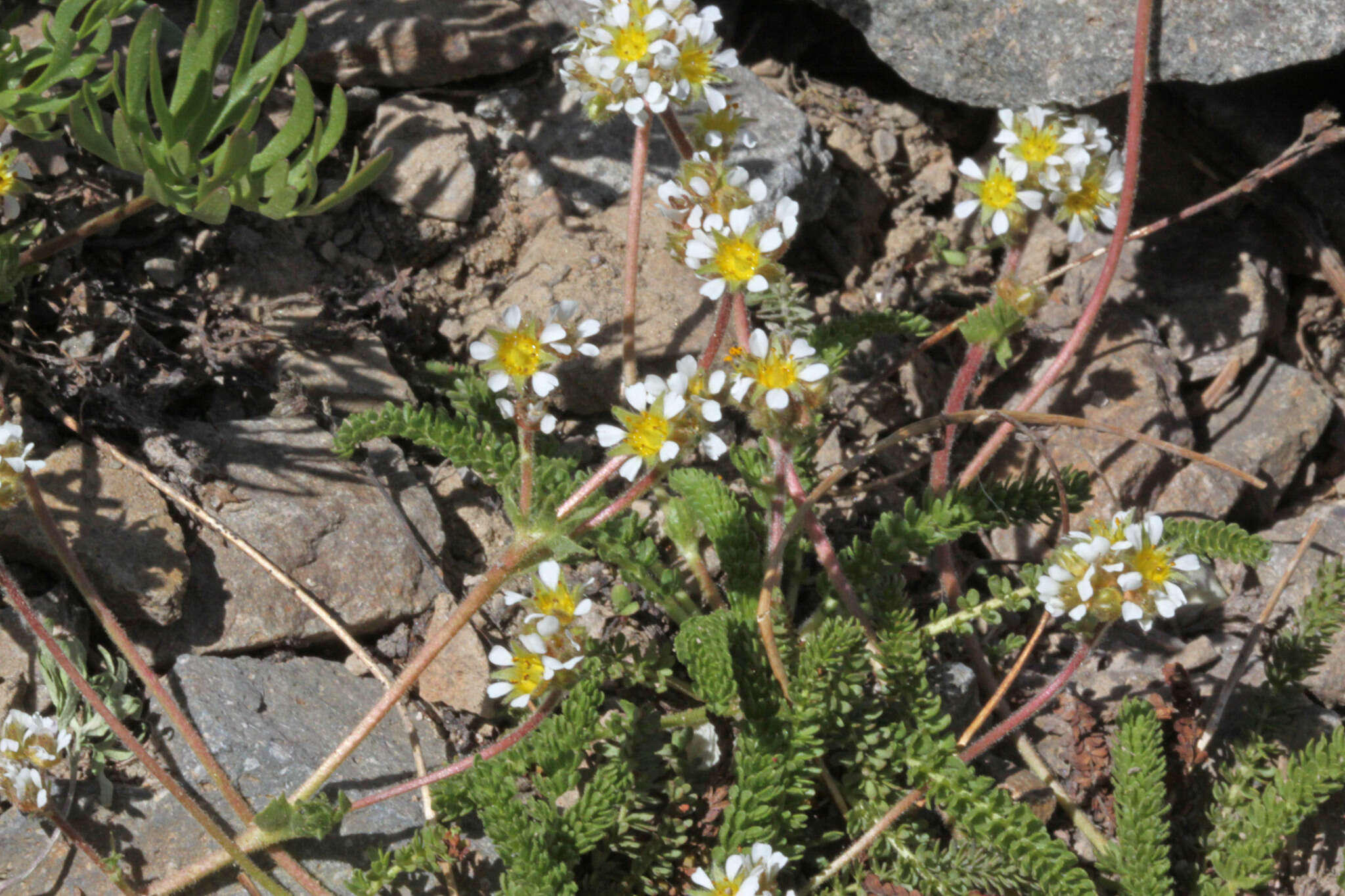 Image of Utah mousetail