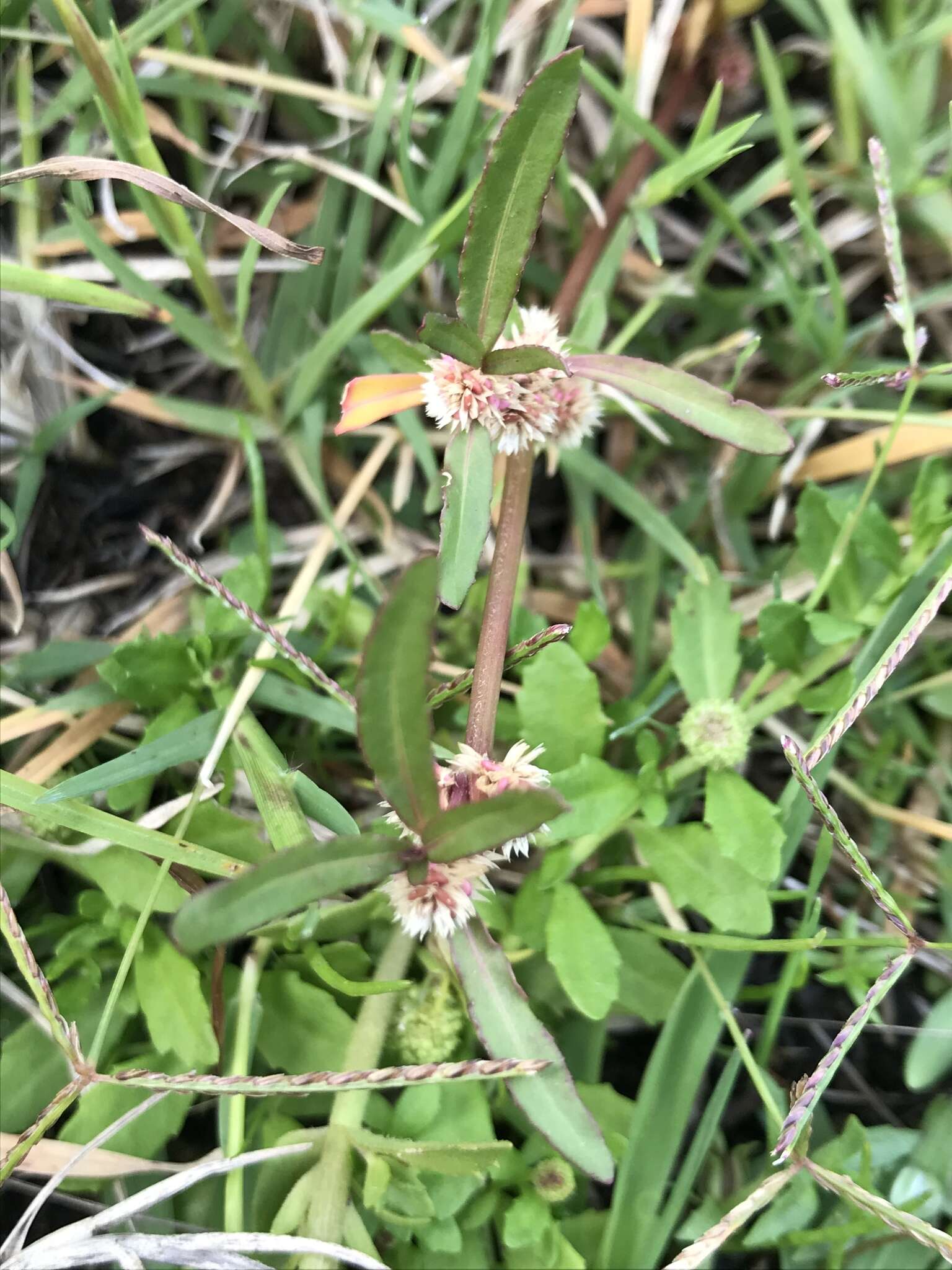 Imagem de Alternanthera denticulata R. Br.