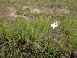 Image of Cape buttercup