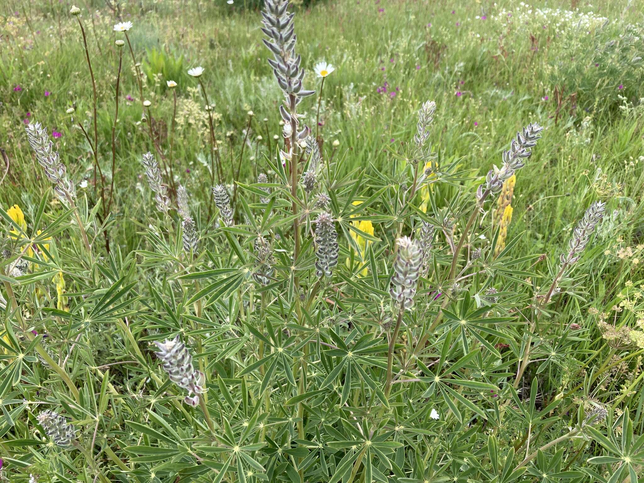 Image of sicklekeel lupine