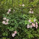 Sivun Rosa multiflora var. cathayensis Rehd. & E. H. Wilson kuva