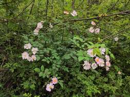 Image de Rosa multiflora var. cathayensis Rehd. & E. H. Wilson