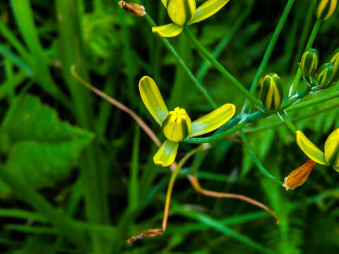 Image of Albuca rupestris Hilliard & B. L. Burtt