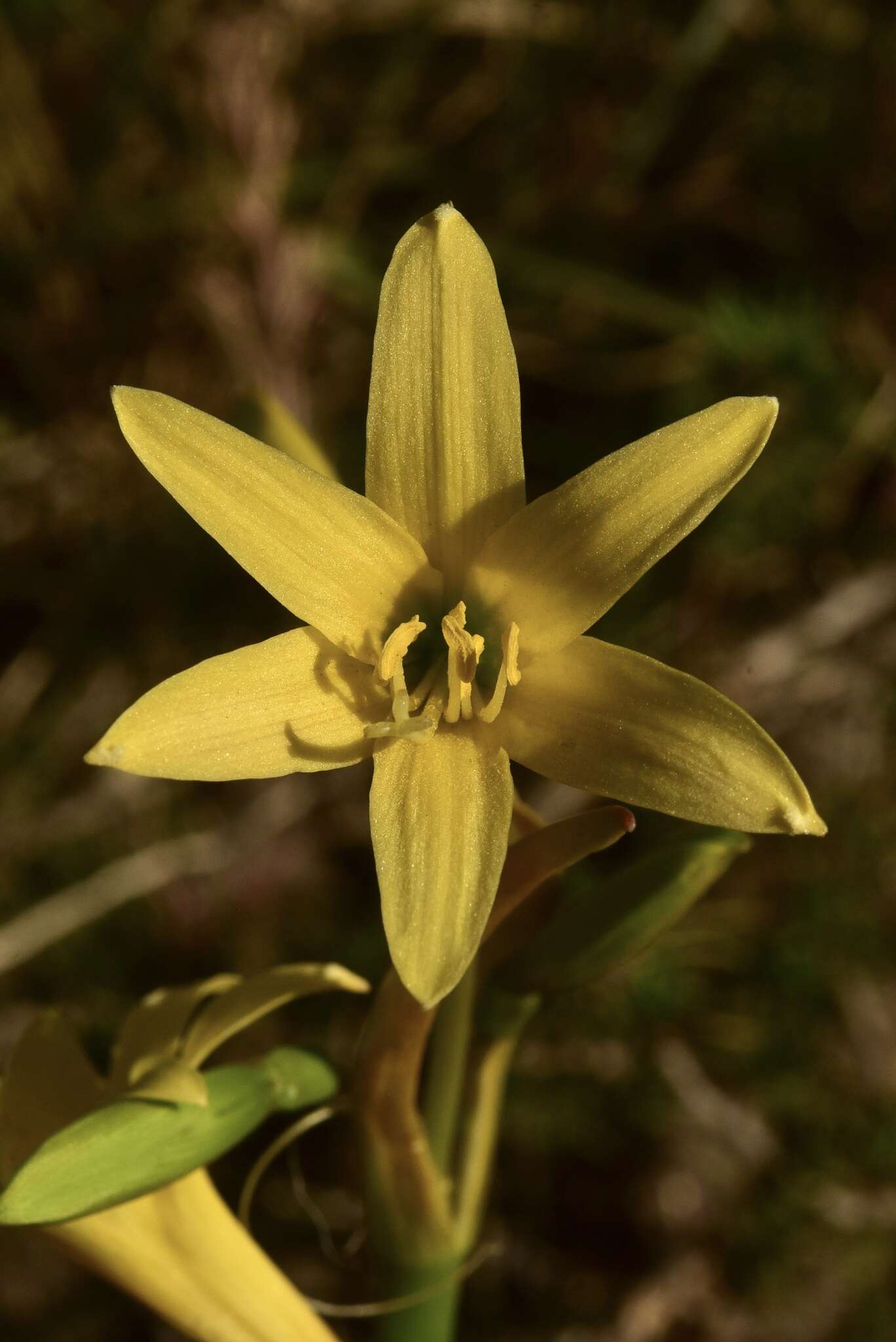 Imagem de Zephyranthes montana