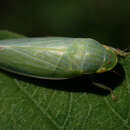 Image of Gyponana (Gyponana) tenella (Spångberg 1878)