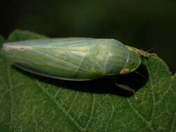 Image of Gyponana (Gyponana) tenella (Spångberg 1878)