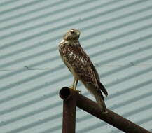 Image of Red-shouldered Hawk