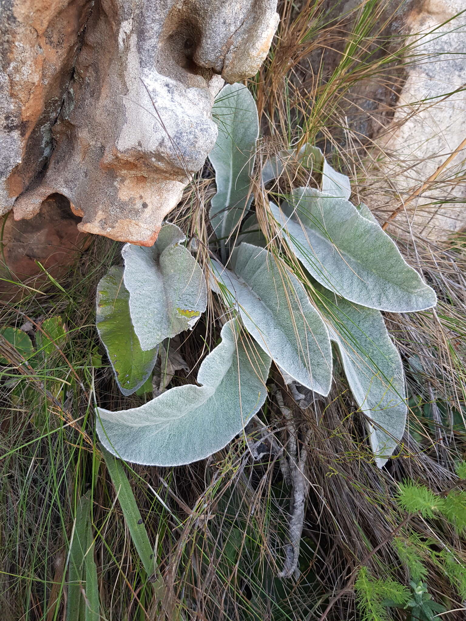 Image of Hermas gigantea L. fil.