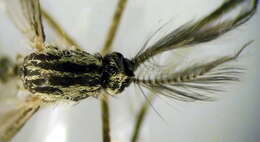 Image of Aedes geniculatus (Olivier 1791)