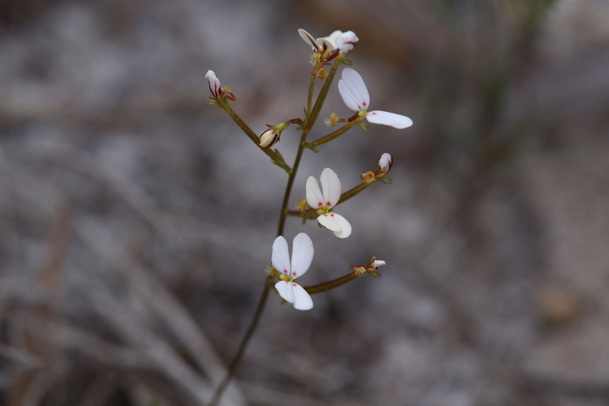 Image of Stylidium rigidulum Sond.