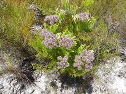 Sivun Serruria elongata (Berg.) R. Br. kuva