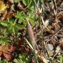 Image of Dianthus vigoi M. Laínz
