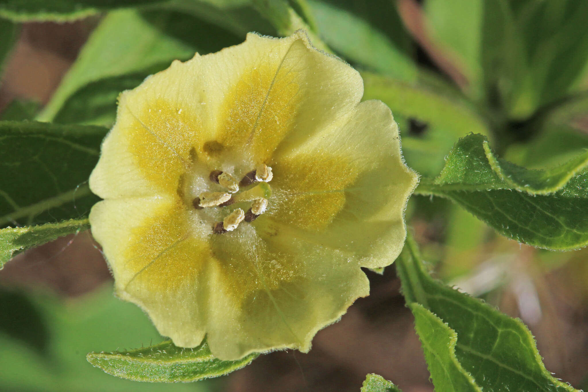 Image of <i>Physalis <i>longifolia</i></i> var. longifolia