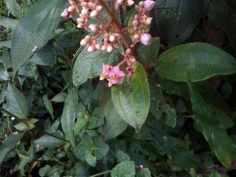 Plancia ëd Conostegia xalapensis (Bonpl.) D. Don