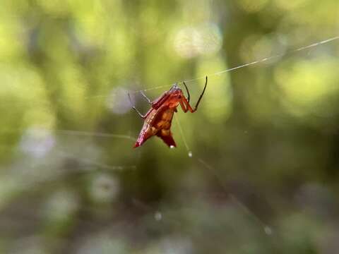 Image of Micrathena molesta Chickering 1961