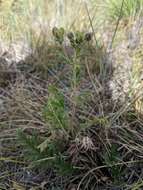 Image de Potentilla pensylvanica L.