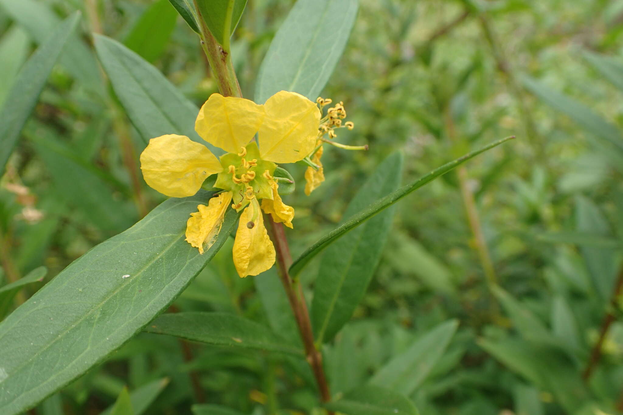 Image of shrubby yellowcrest