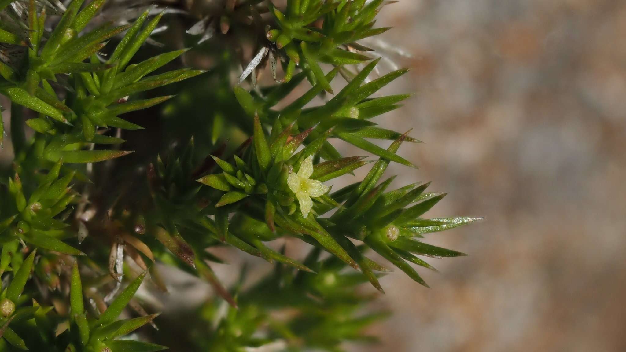 Image of Andrews' bedstraw