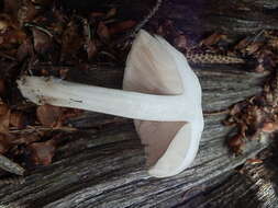 Pluteus brunneidiscus Murrill 1917 resmi