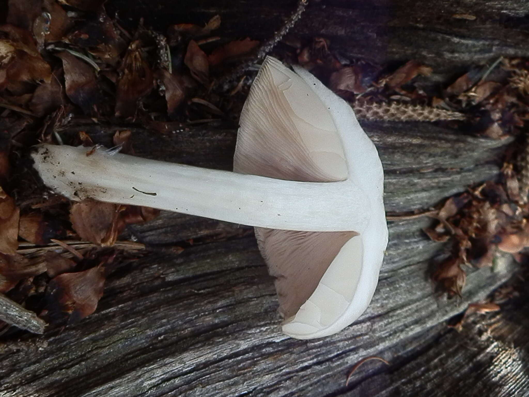 Image of Pluteus brunneidiscus Murrill 1917