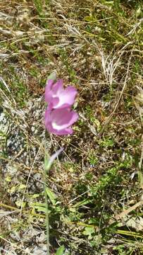 Image of dwarf checkerbloom