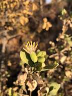 Image of Tuft flower