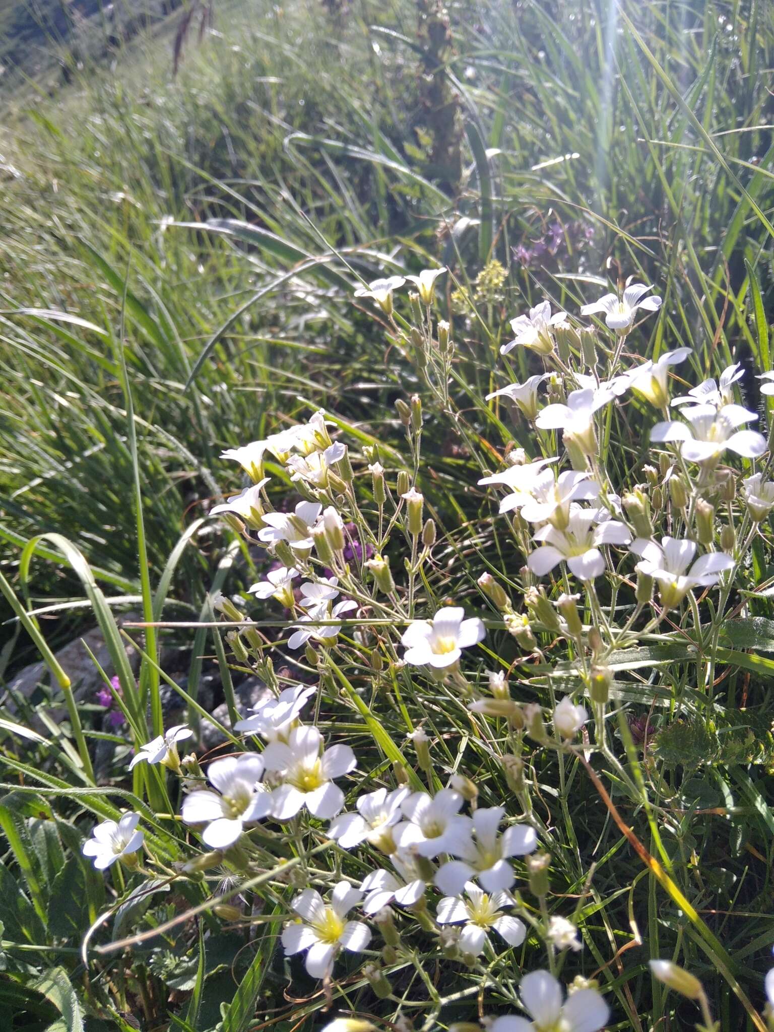 Image of Cherleria circassica (Albov) A. J. Moore & Dillenb.