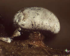 Image of Diderma umbilicatum