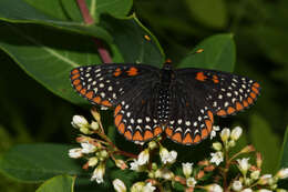 <i>Euphydryas <i>phaeton</i></i> phaeton的圖片