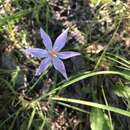 Image of Nuttall's pleatleaf