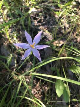 Image of Nuttall's pleatleaf