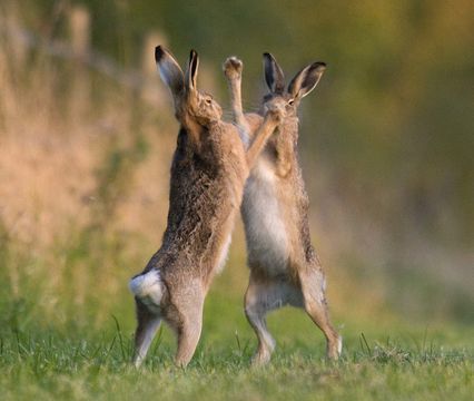 Image of common hare