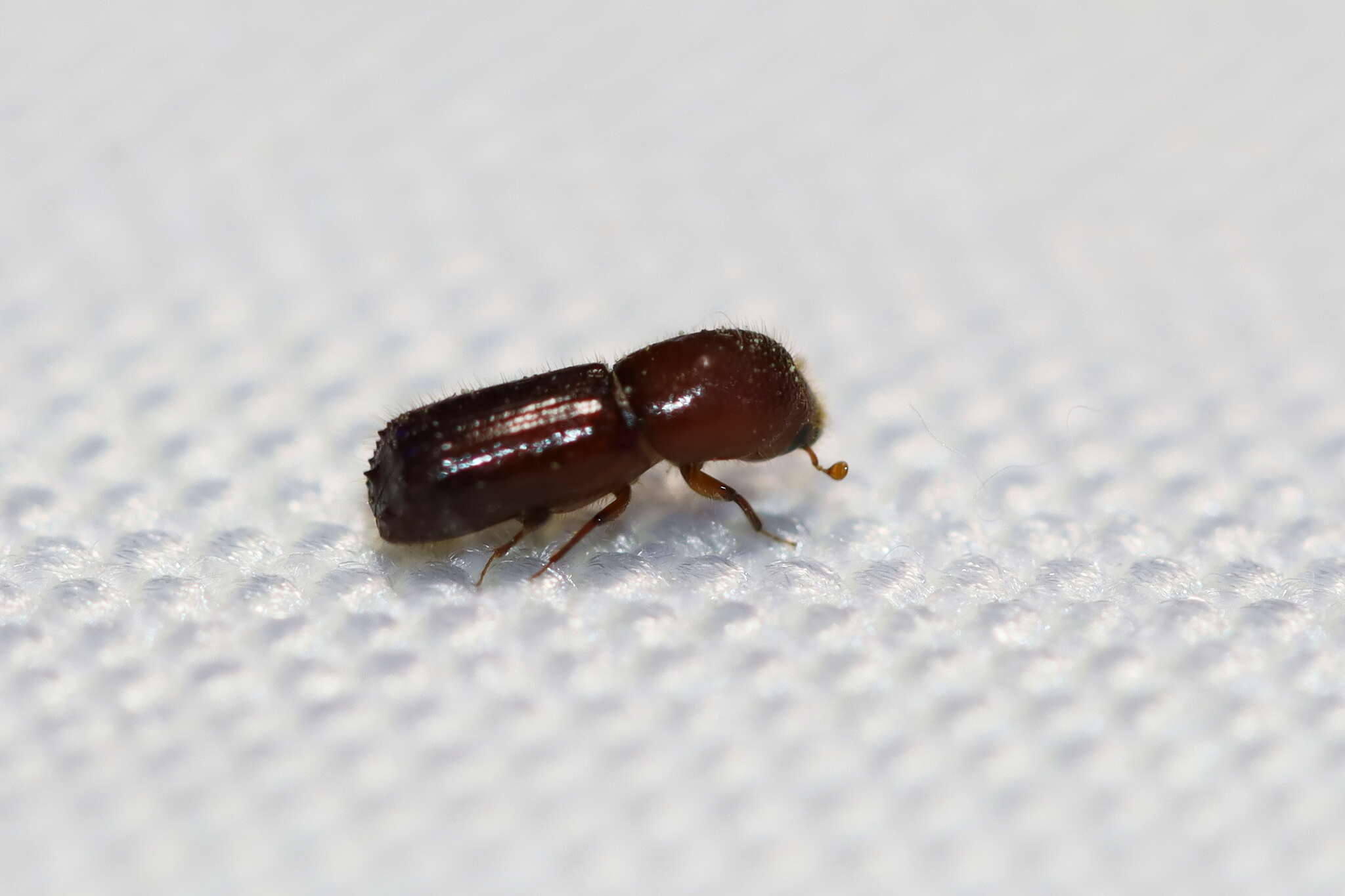 Image of Weevil