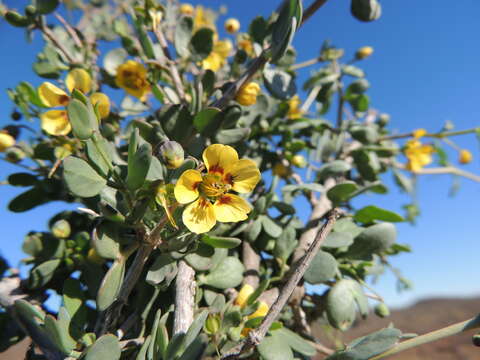 Image of Roepera lichtensteiniana (Cham.) Beier & Thulin