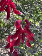 Imagem de Lathyrus splendens Kellogg