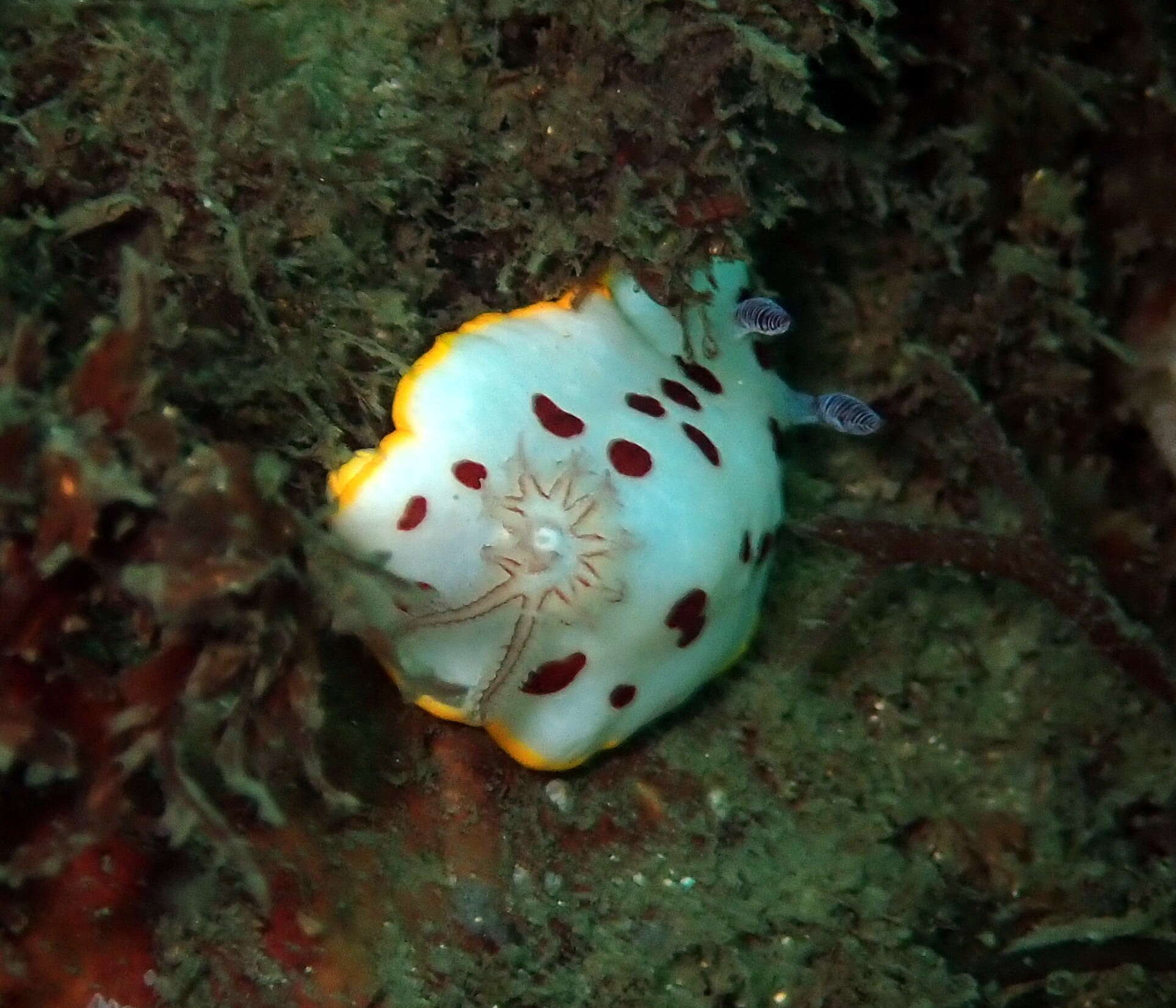 Image de Goniobranchus splendidus (Angas 1864)