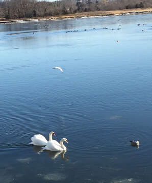 Image of Mute Swan