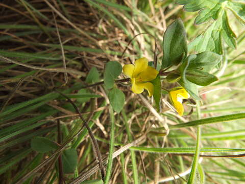 Imagem de <i>Lysimachia procumbens</i> Bandoni