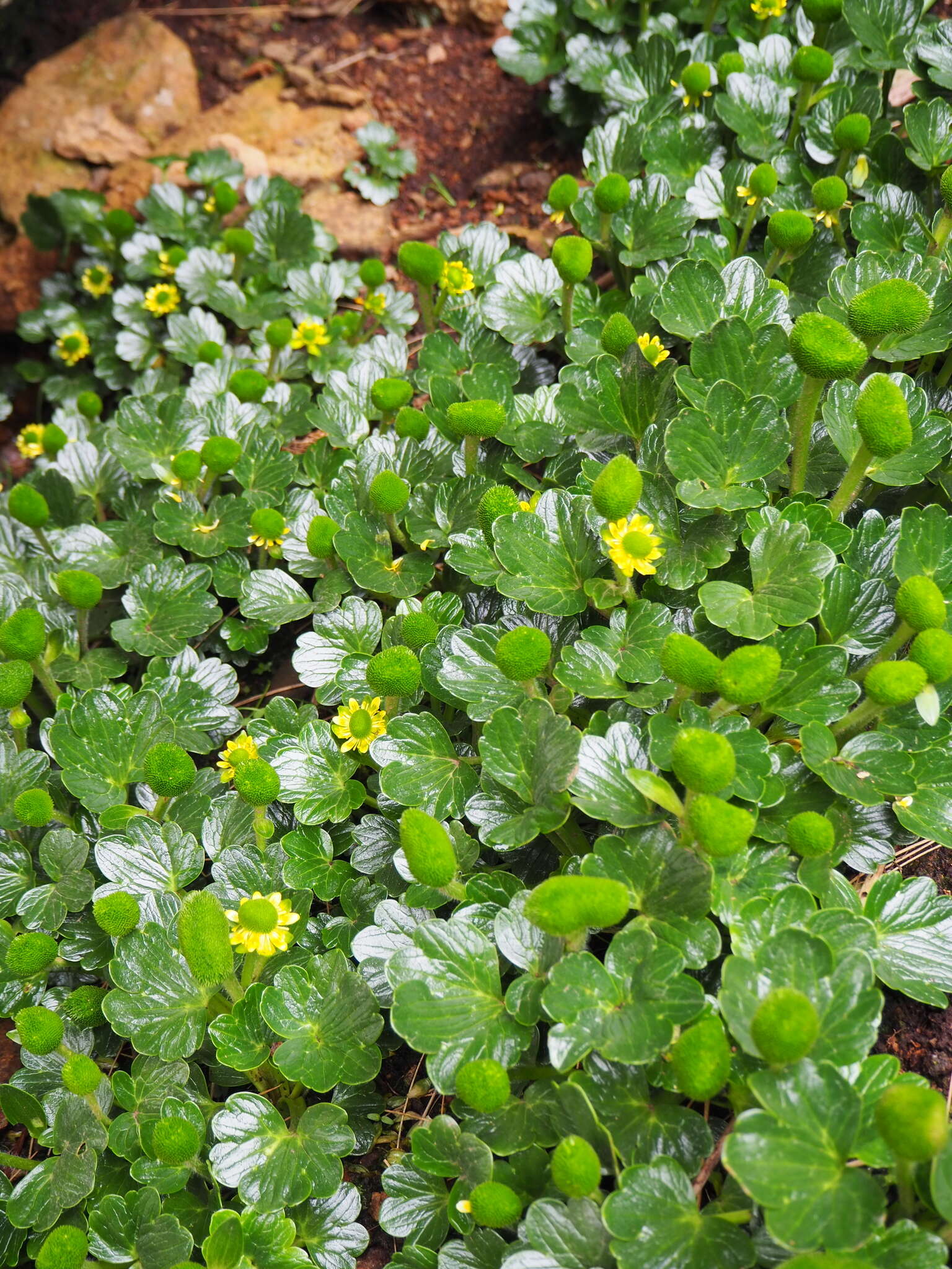 Ranunculus pinguis Hook. fil.的圖片