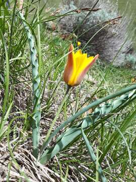 Image of Tulipa ostrowskiana Regel