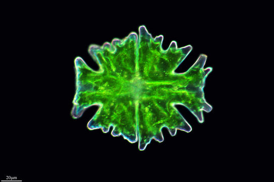 Image of <i>Micrasterias americana</i>