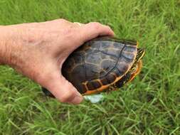 Imagem de Deirochelys reticularia reticularia (Latreille 1801)