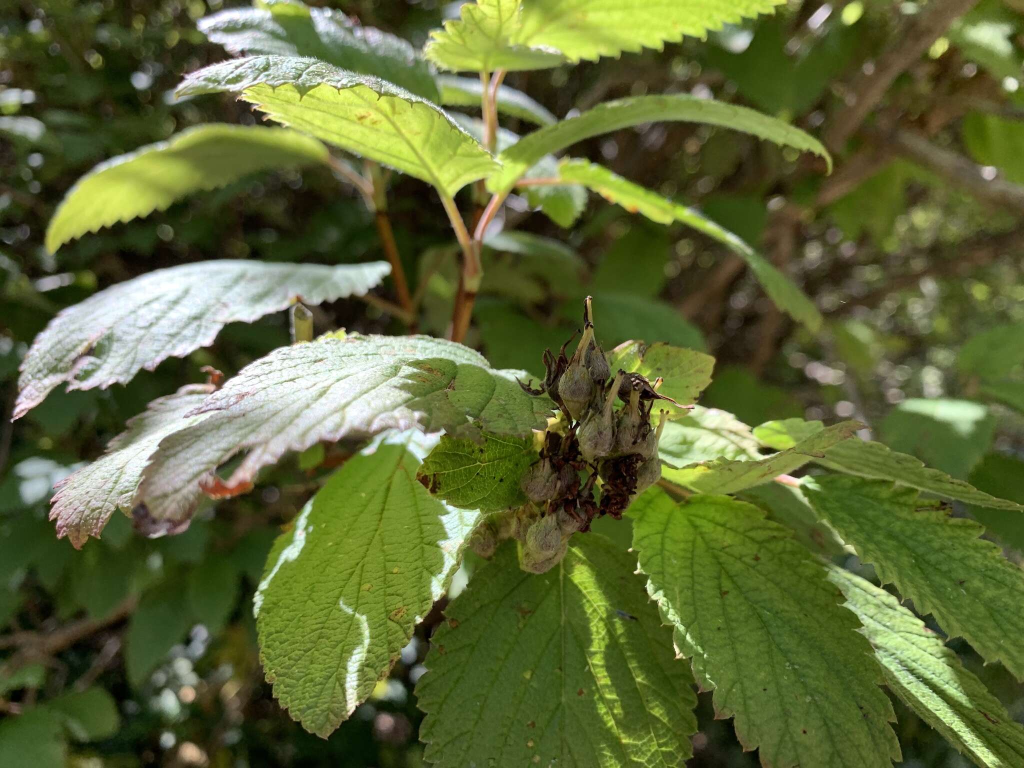 Image de Jamesia americana var. americana