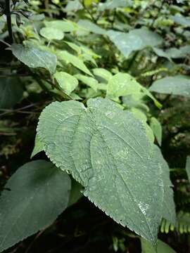 Image of Salvia recurva Benth.