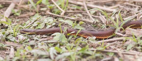 Image of Xenochrophis cerasogaster (Cantor 1839)