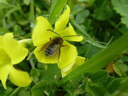 Image of Eucera gracilipes Pérez 1895