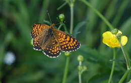 Image of Melitaea arcesia Bremer 1861